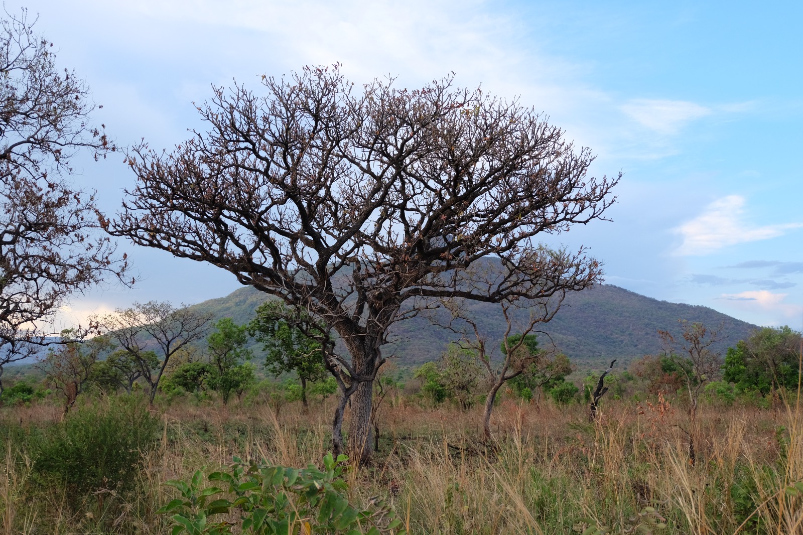 Nilotica Shea Products